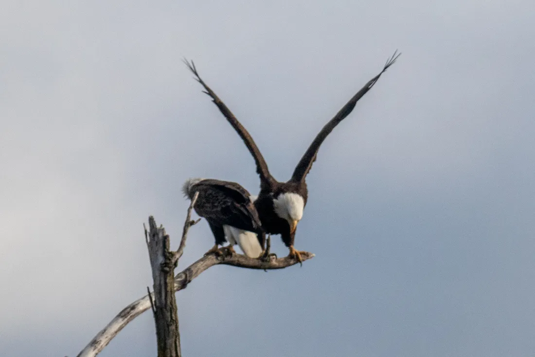 Bald eagle with wings raised